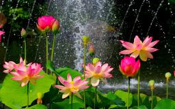 Hd Lotus Wallpapers For Desktop