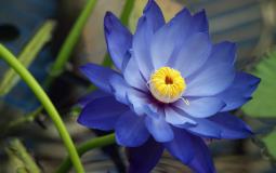 Hd Lotus Wallpapers For Desktop