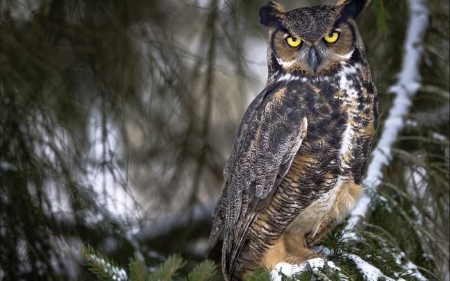 owl images - HD Desktop Wallpapers