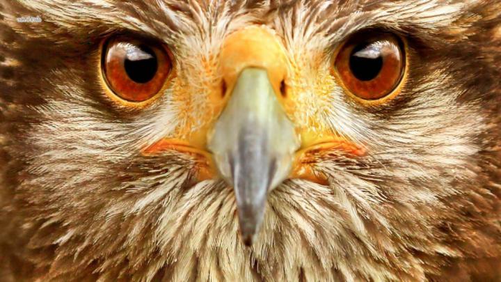 Hawk Bird HD Wallpapers \u0026 Desktop Backgrounds In High Resolution - All 