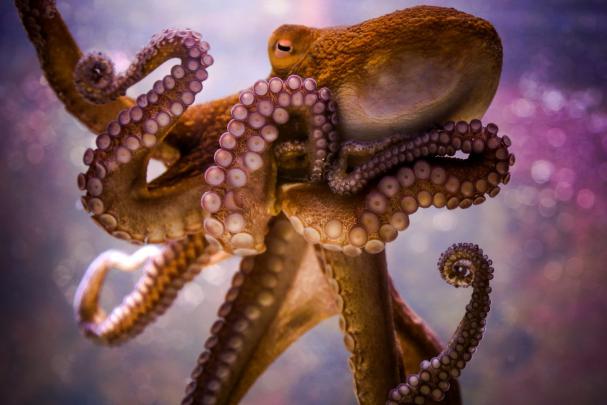 HD Octopus Wallpaper (70+ images)