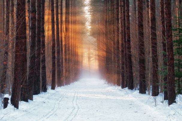 cold, Winter, Forest, Snow, Morning Wallpapers HD \/ Desktop and Mobile 