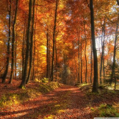 Download Fall Ipad Wallpaper Gallery