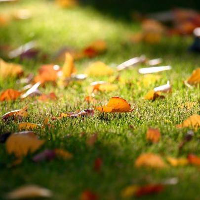 25 Fall iPad Wallpapers