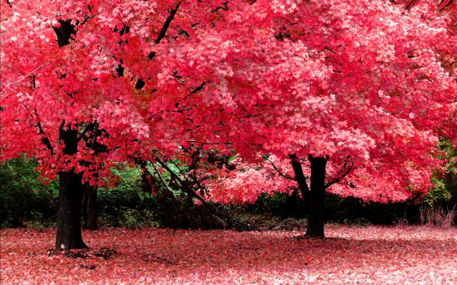 Beautiful Nature wallpaper \u00b7\u2460 Download free full HD wallpapers for 