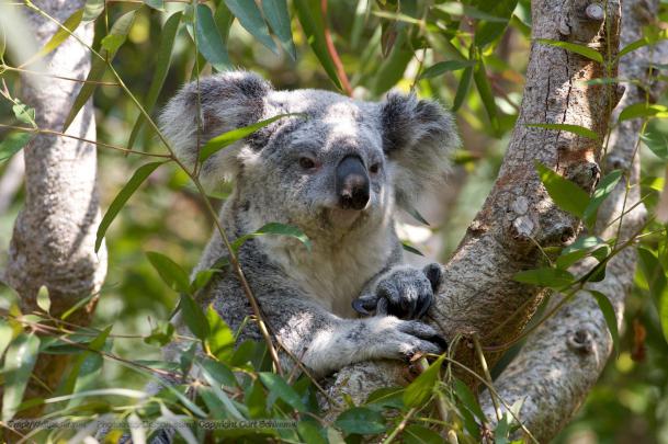 Koala Wallpapers
