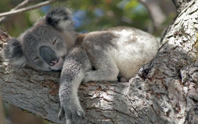 Koala Pictures wallpapers (102 Wallpapers) \u2013 HD Wallpapers