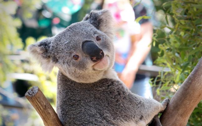 koala wallpaper - HD Desktop Wallpapers
