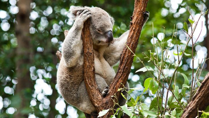 Koala Wallpapers