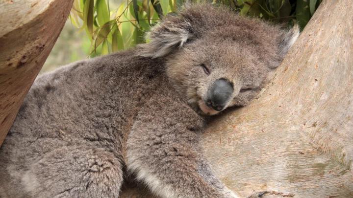 Koala Desktop Wallpapers