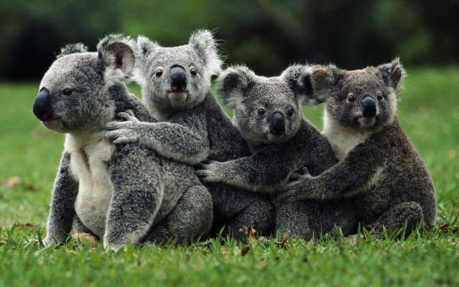 Koala Bear Wallpaper for Desktop (70+ images)