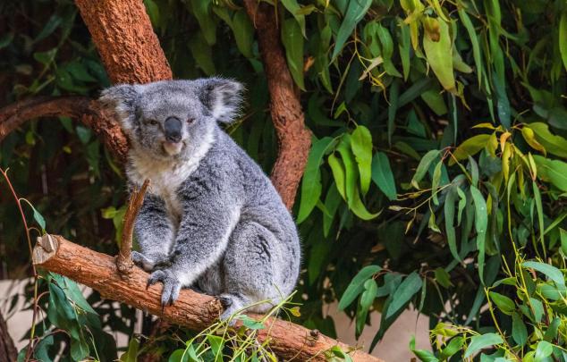 Koala Desktop Wallpapers