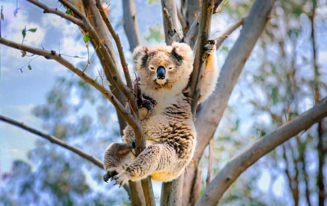 Koala Wallpapers Images Photos Pictures Backgrounds