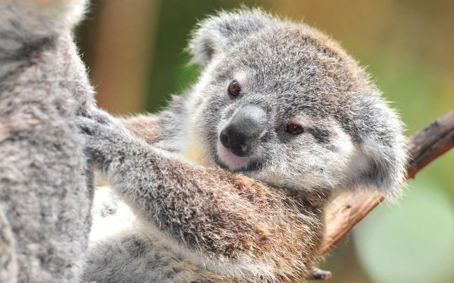 Koala Wallpapers