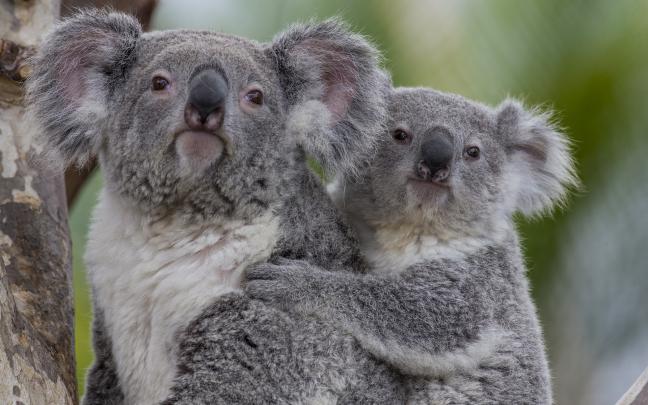 Koala Bear Wallpaper (64+ images)
