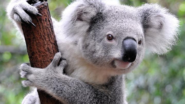animals, Koalas, Mammals Wallpapers HD \/ Desktop and Mobile Backgrounds