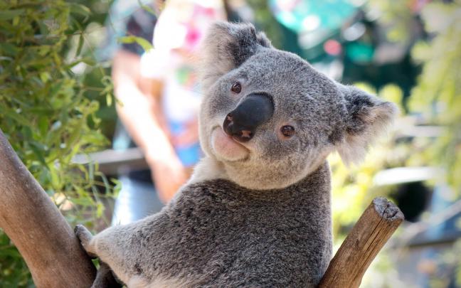 australian, Koala Wallpapers HD \/ Desktop and Mobile Backgrounds