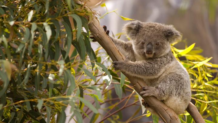 Perched Koala \u2013 Bing Wallpaper Download