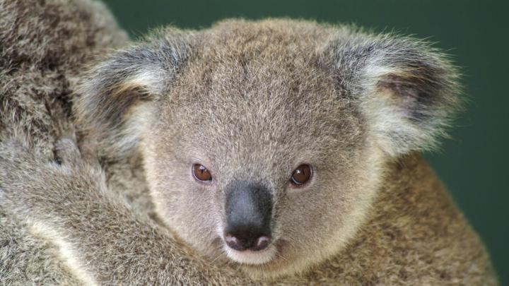 Koala Bear Wallpaper for Desktop (70+ images)