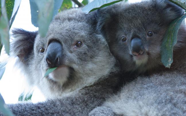 Koala HD Wallpaper | Background Image | 2560x1600