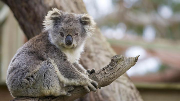 Koala Computer Wallpaper