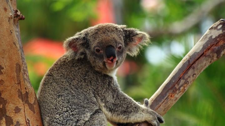Koala Bear Wallpaper (64+ images)