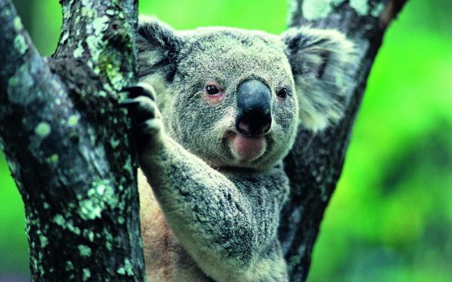 Koala Wallpaper HD Download
