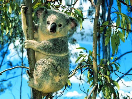 Koala, HD Animal Wallpapers, Pet Love, Widescreen, Desktop Images, Wild 