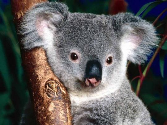 HQ Wallpapers: Koala Desktop Wallpapers