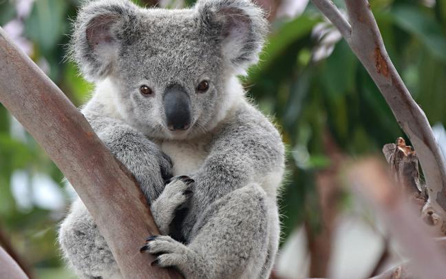 Baby Koala Wallpaper (57+ images)