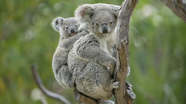 Koala Superb Wallpaper | HD Wallpapers