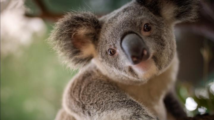 Animal Koala 4K HD Wallpapers | HD Wallpapers | ID #32730