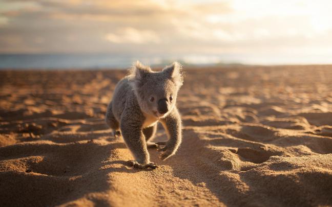 Koala Bear Wallpaper for Desktop (70+ images)