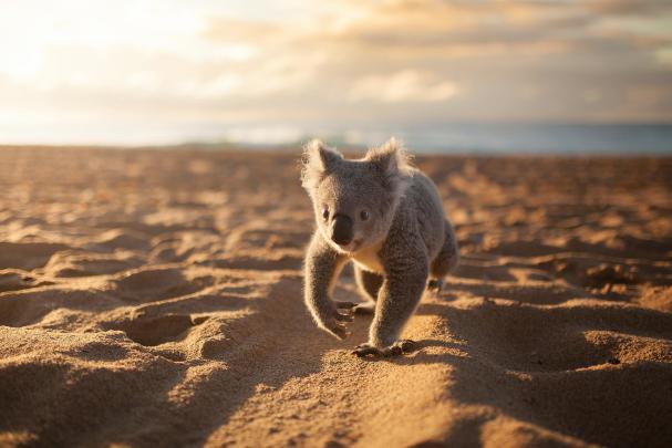 Koala Wallpapers (65+ background pictures)