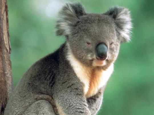 Free Koala wallpaper | 1024x768 | #13119