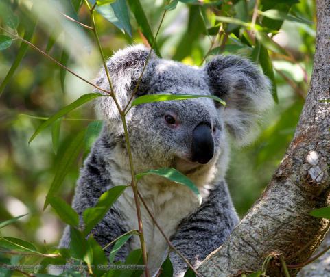 Koala Wallpapers
