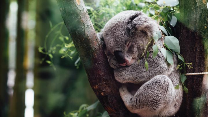 Koala Sleeping in Tree HD Wallpaper | HD Wallpapers