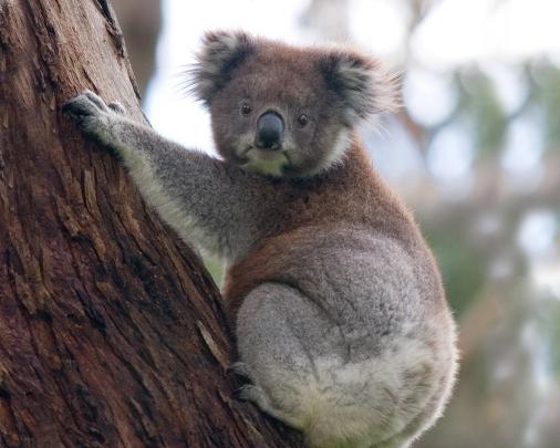 Unique Wallpapers | Custom Wallpapers | Desktop Wallpaper |: Animal 