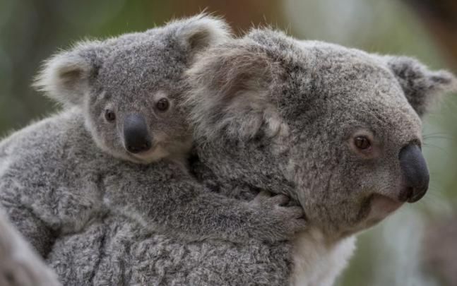koala, Baby, G Wallpapers HD \/ Desktop and Mobile Backgrounds