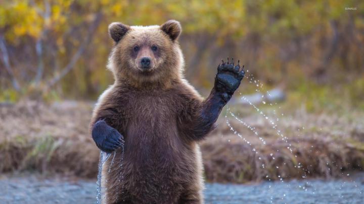 Koala Bear Wallpaper for Desktop (70+ images)