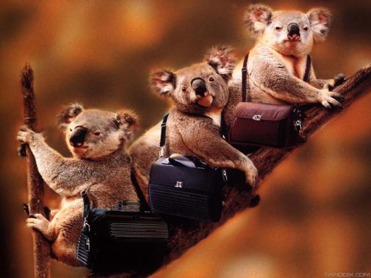 Funny Koala wallpaper for desktop |Funny Animal