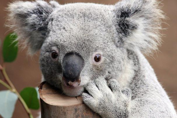 Baby Koala Wallpapers