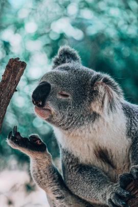 Koala Desktop Wallpapers