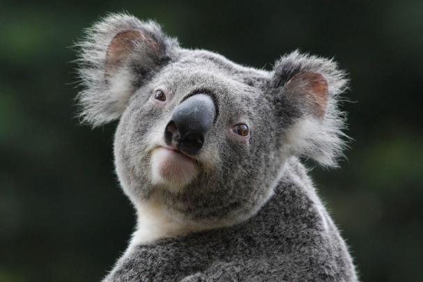 Koala Wallpapers Images Photos Pictures Backgrounds