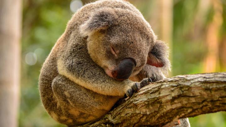 Baby Koala Wallpaper (57+ images)