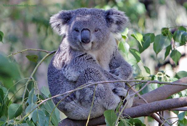 Koala Bear Wallpapers