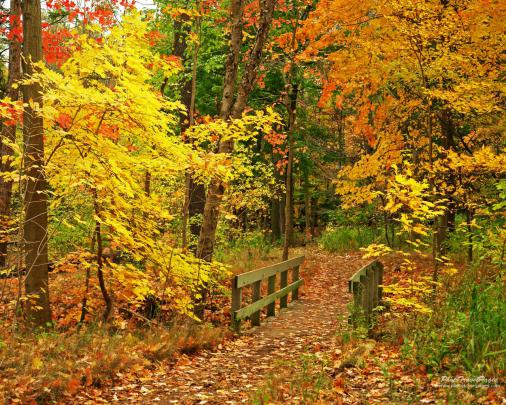 [46+] Large Fall Screensavers and Wallpaper 