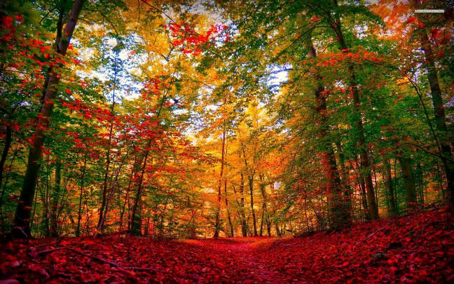 [26+] Extra Large Wallpaper Images Fall 