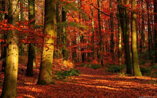 [46+] Large Fall Screensavers and Wallpaper 
