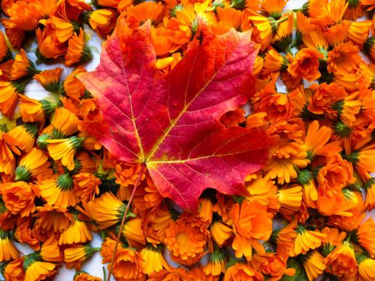 Large Fall Screensavers and Wallpaper -
